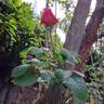 Princess Alexandra of Kent rose photo