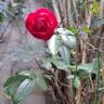 Fête des Mères rose photo