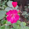 Ariel ® rose photo