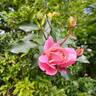Botticelli ® rose photo