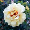Rise Up™ Ringo ® rose photo