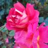 Contrast rose photo