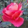 Contrast rose photo