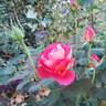 Contrast rose photo