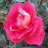Contrast rose photo