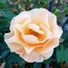 Rise Up Amberness™ rose photo