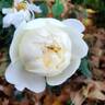 Molineux rose photo
