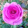 Sweet Intoxication rose photo