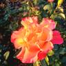 True Sincerity rose photo