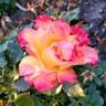 True Sincerity rose photo