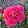 Pink Peace rose photo