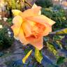 Helen Hayes rose photo