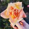 Helen Hayes rose photo