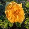 Golden Zest ™ rose photo