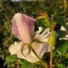 White Simplicity ® rose photo