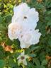 White Simplicity ® rose photo