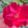 Zeelandia rose photo