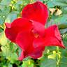 Zeelandia rose photo