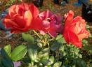 Hot Cocoa ™ rose photo