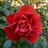 Hot Cocoa ™ rose photo
