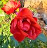 Hot Cocoa ™ rose photo