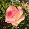 Falling in Love ™ rose photo