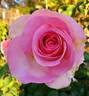 Falling in Love ™ rose photo