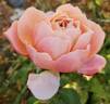 State of Grace rose photo