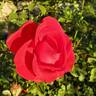 Lasting Love rose photo