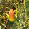 Bright rose photo