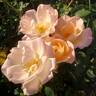 Bright rose photo