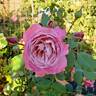 Pam's Choice rose photo