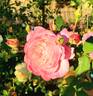 Pam's Choice rose photo