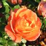 Burst of Joy ™ rose photo