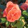 Burst of Joy ™ rose photo