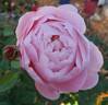 April Love ™ rose photo