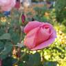 April Love ™ rose photo