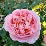 April Love ™ rose photo