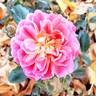 Treasure Trail rose photo