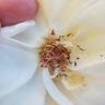 Paloma (hybrid tea, Swim rose photo