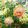 Lady of Shalott rose photo