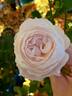 Boule de Neige rose photo