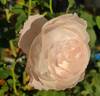 Lady of Shalott rose photo