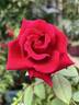 Crimson Glory rose photo
