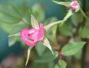 Little Joker rose photo