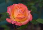 Carnival Glass rose photo
