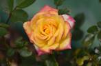 Rainbow's End ™ rose photo