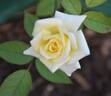 Starglo rose photo