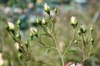 Party Girl ® rose photo
