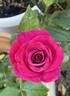 Dejá Blu ™ rose photo